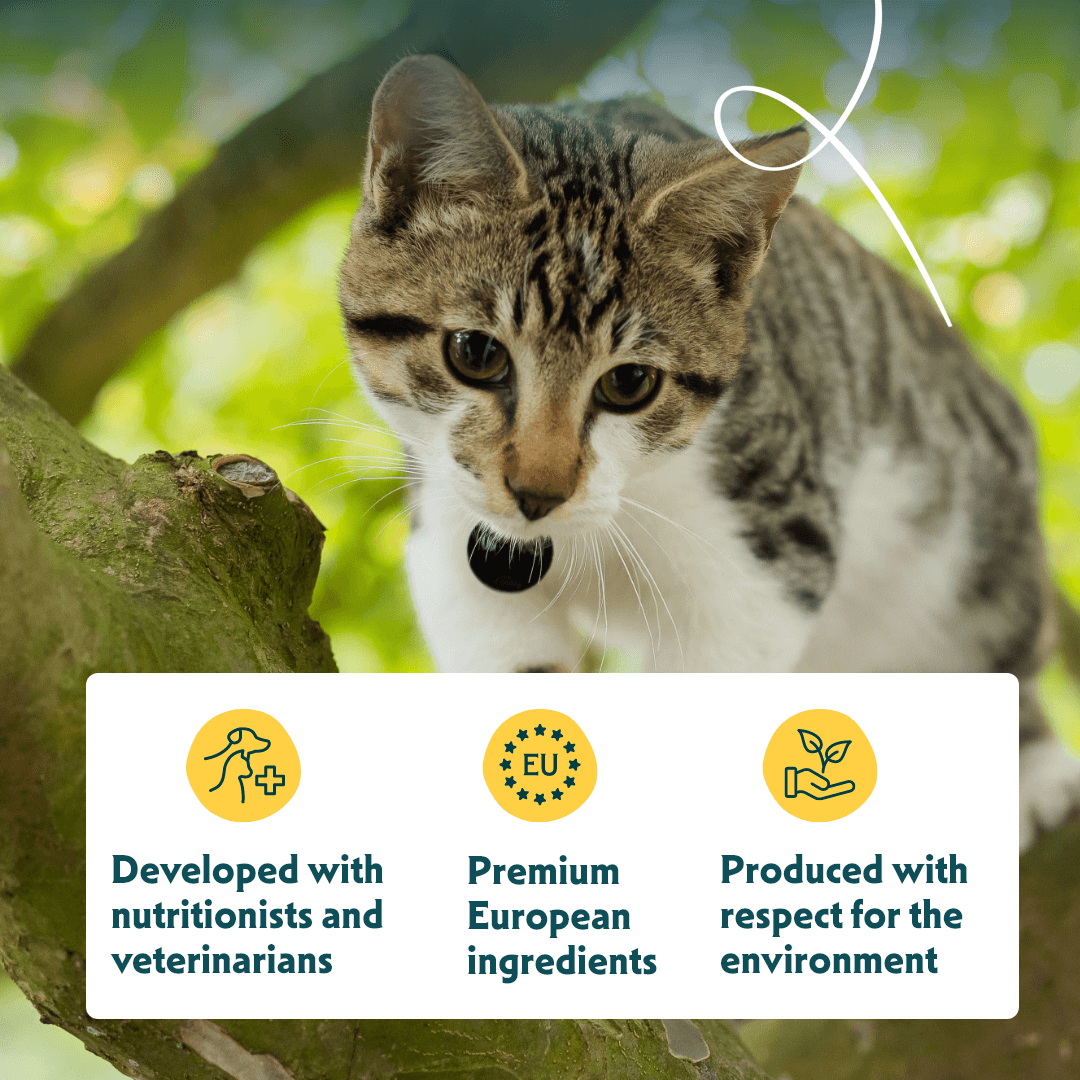 Organic cat food chunks with fish