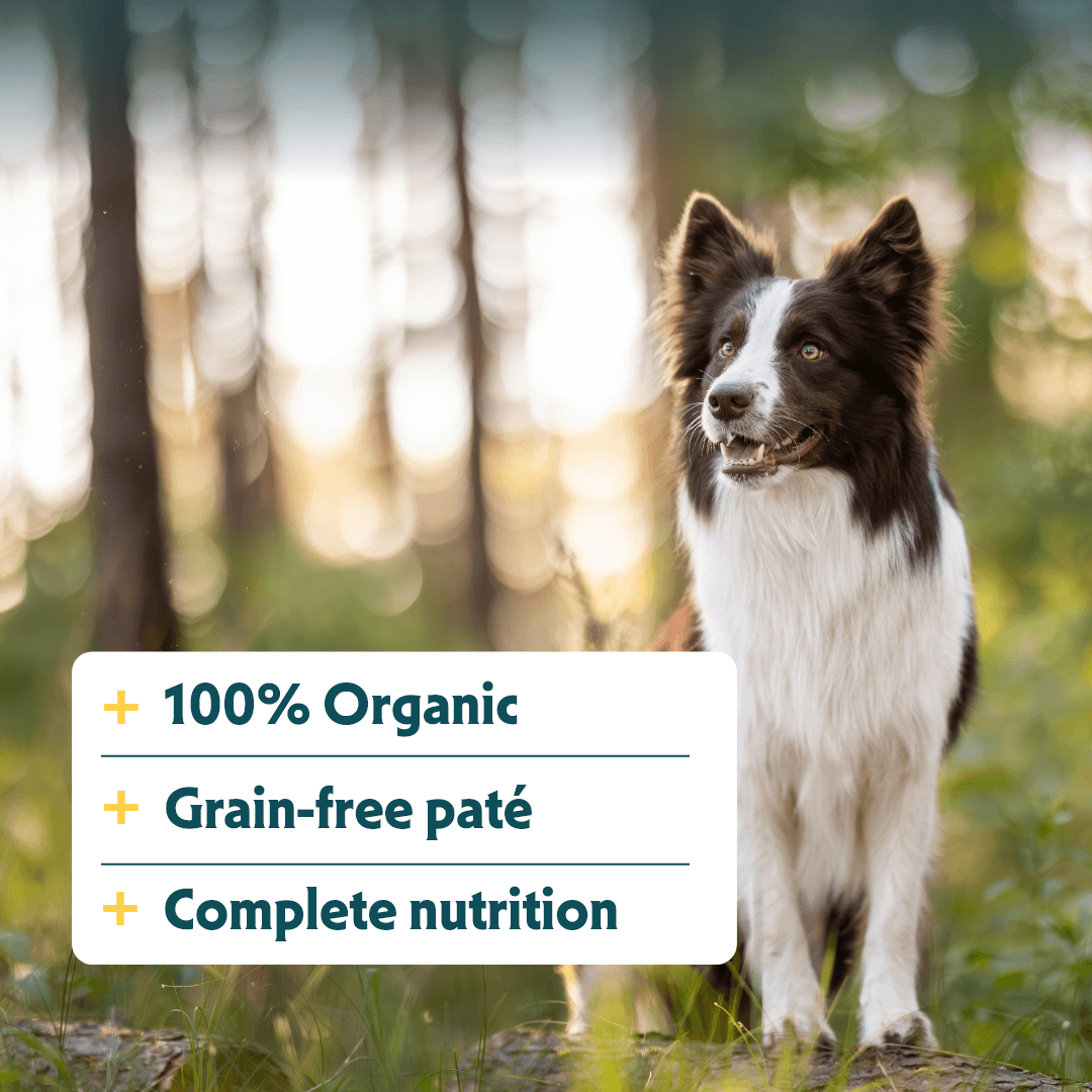 Bio-Hundefutter Pastete mit Huhn und Lachs