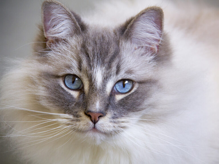 Katzenpflege: Worauf man achten muss
