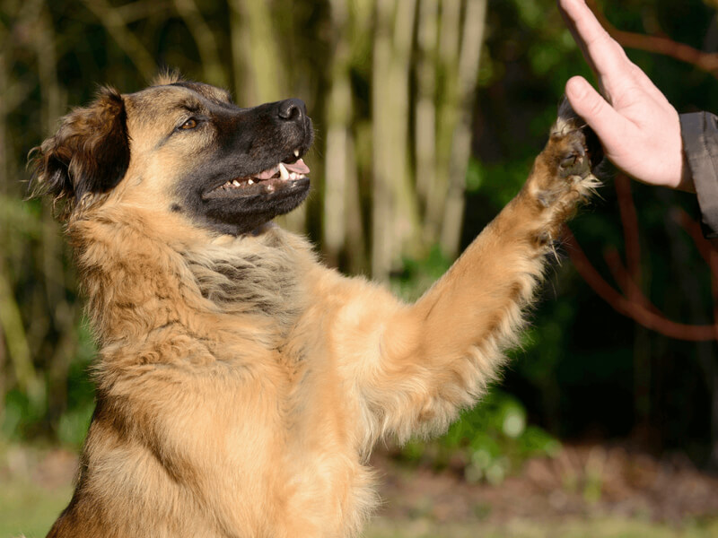 Hond geeft high five