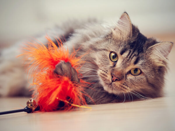 Veilig spelen met je kitten | Tips en advies