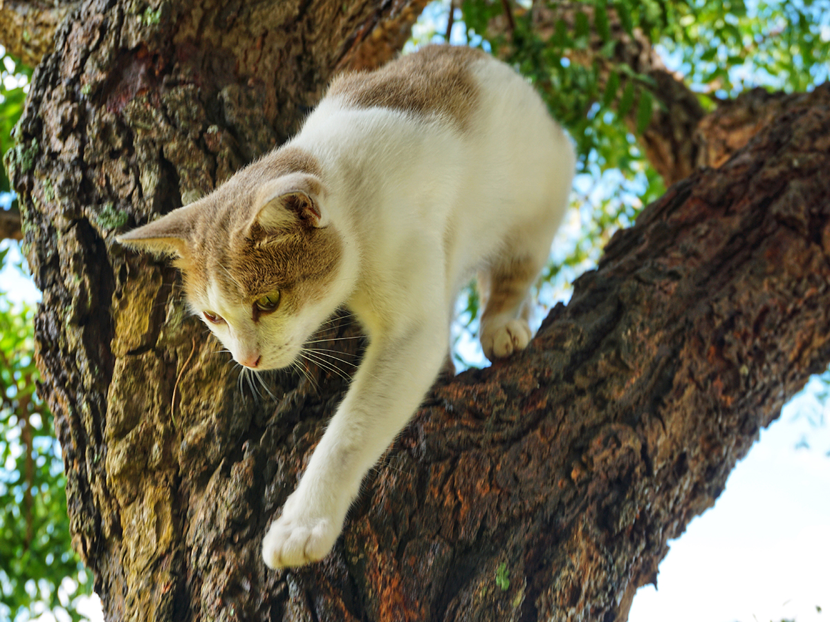 An outdoor cat: the pros and cons