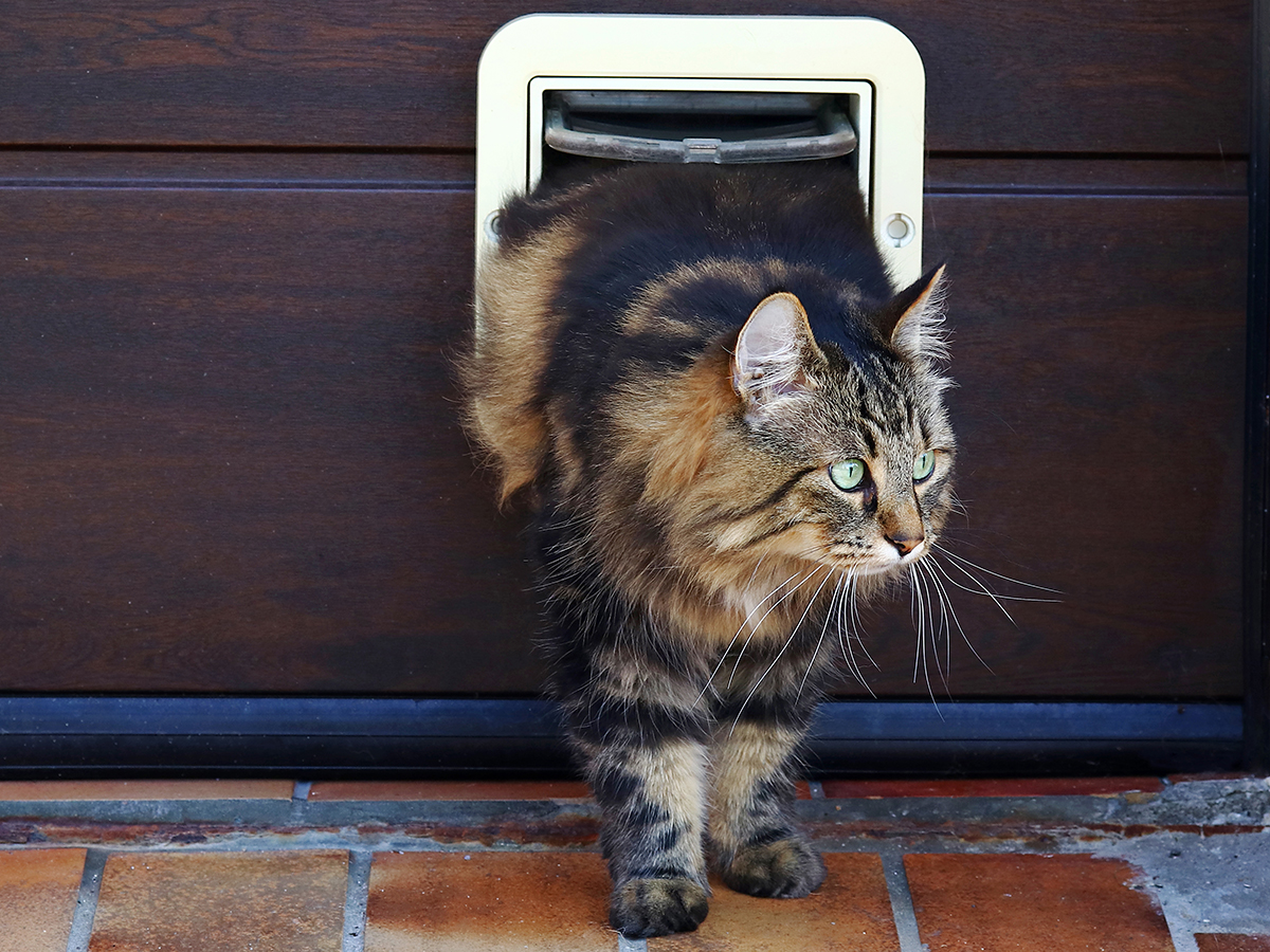 Covering up old cat flap clearance