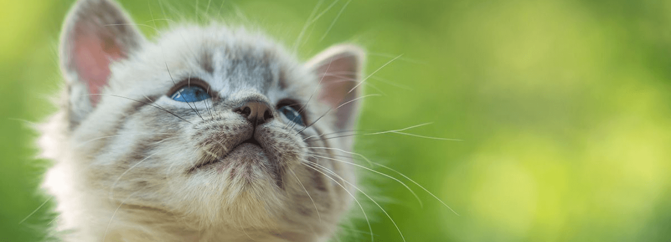 Kat ontwormen: waarom en wanneer?