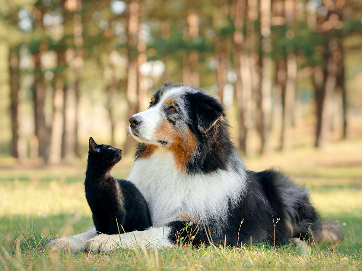 Aménager votre maison et votre espace extérieur pour que vos animaux de compagnie puissent en profiter en toute sécurité