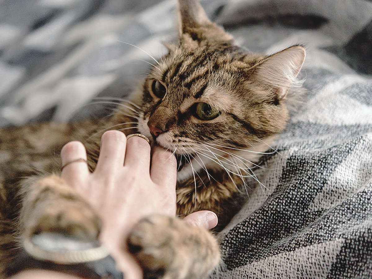 Unerwünschtes Verhalten: Wenn dein Hund oder deine Katze nicht das macht, was du willst