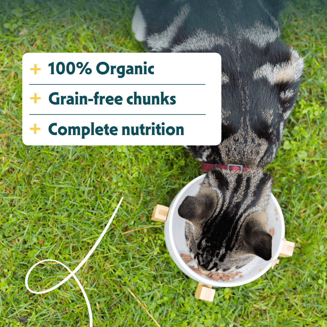 Organic cat food chunks with fish