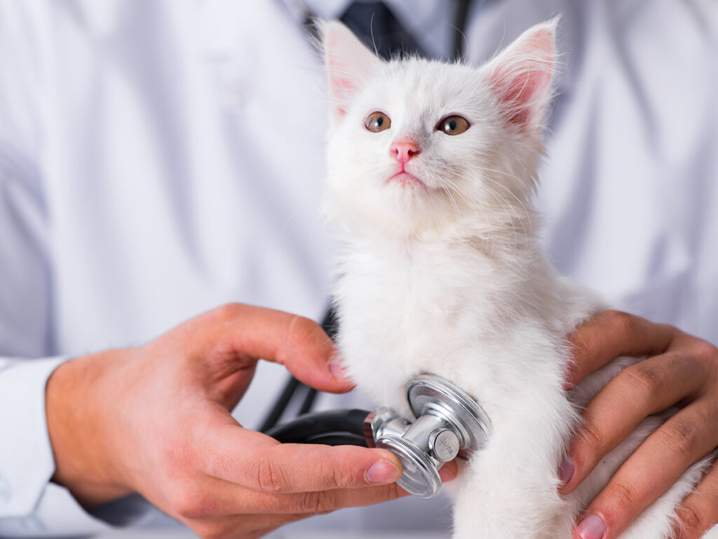 Recognising and Treating Tapeworm in Cats