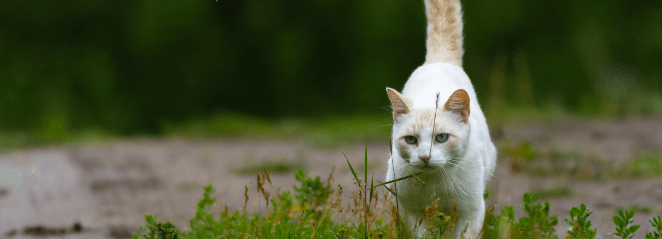 Woran erkennt man eine glückliche Katze?