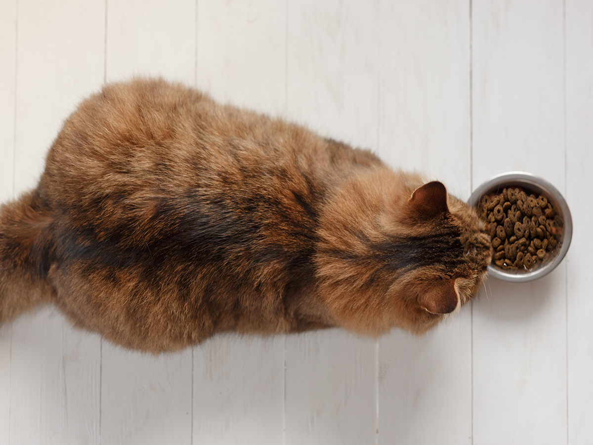 Aiuto, il mio gatto è in sovrappeso! Consigli per far dimagrire il tuo gatto e per evitare l’obesità
