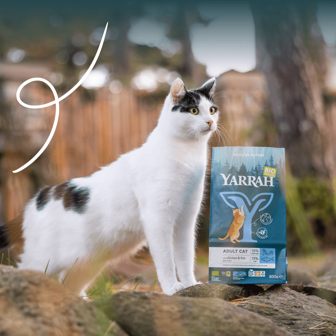 Croquettes biologiques au poisson pour chat