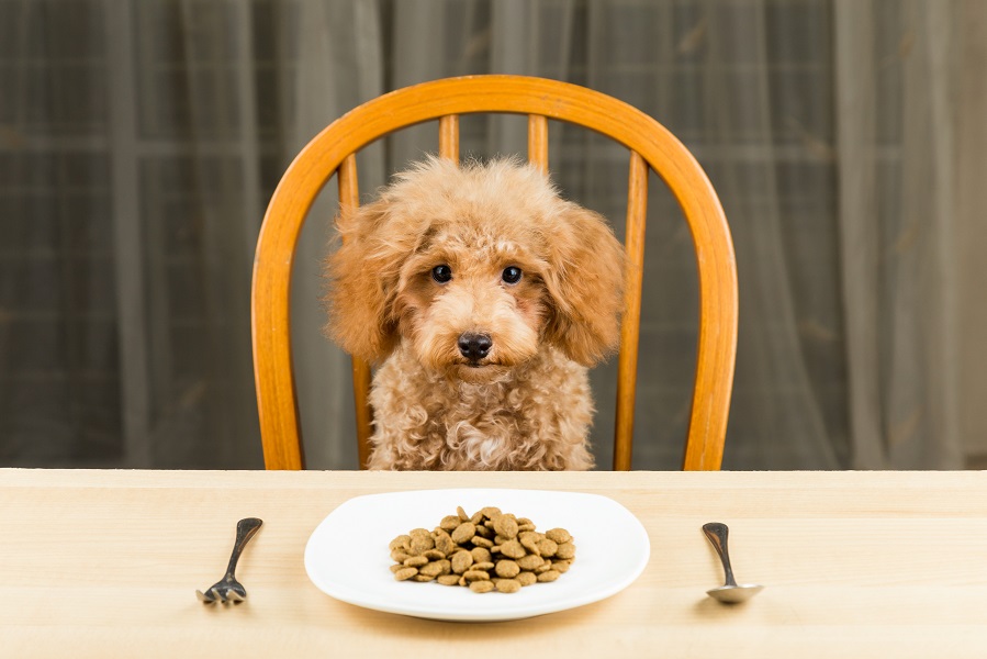 What should my dog not eat? Toxic foods for dogs | Yarrah