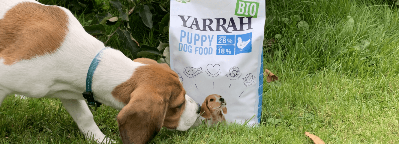 How much does a puppy cost? Costs of purchasing and raising a pup