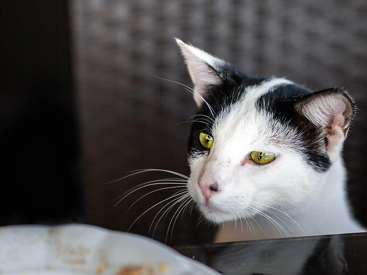 A begging cat? 5 tips for eliminating this behaviour!