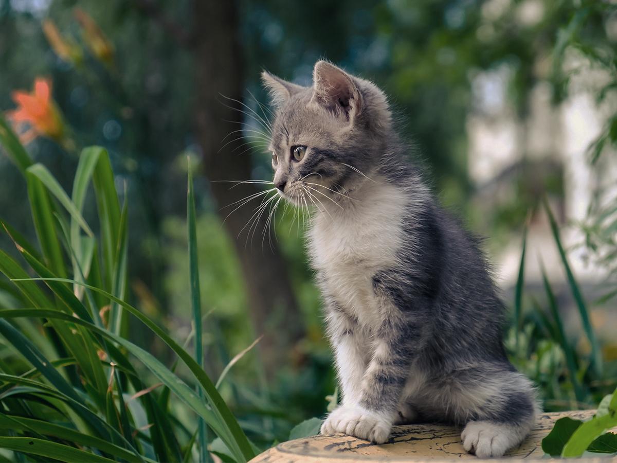 Letting your kitten out for the first time