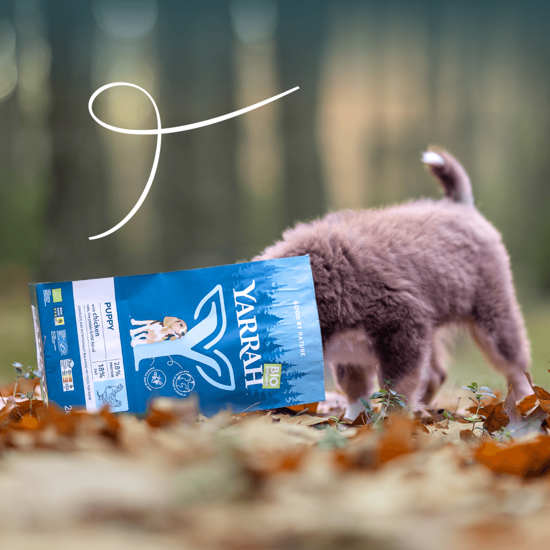 Bio-Hundefutter Welpe