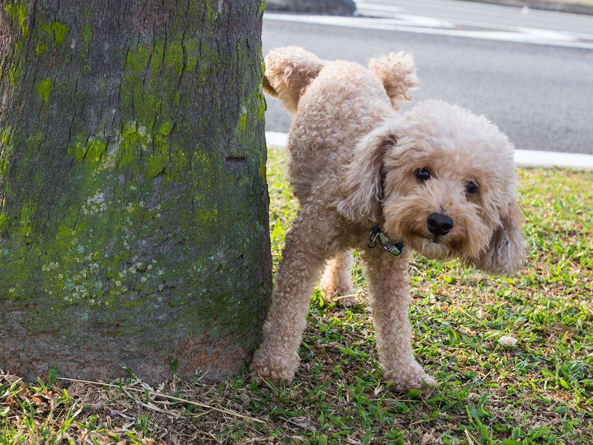 Potty training your pup in five easy steps