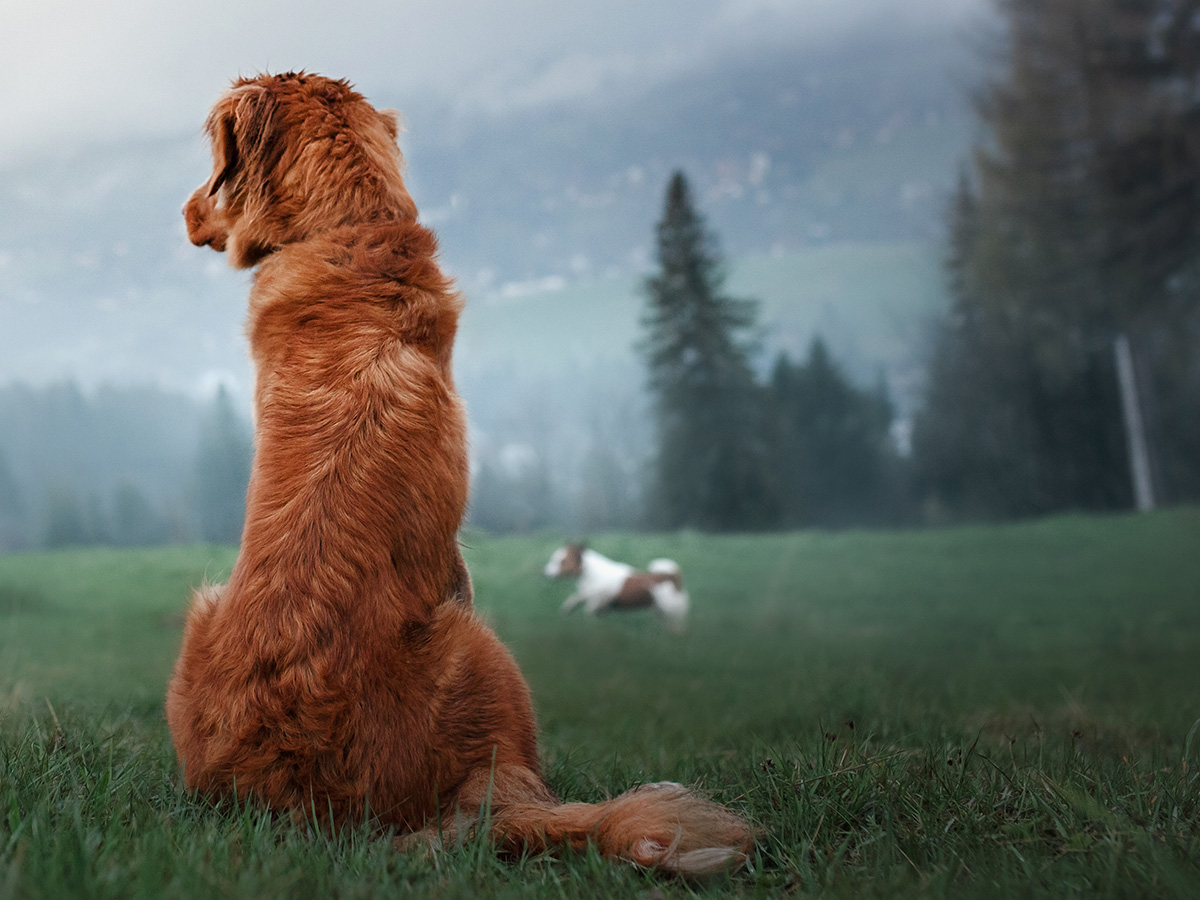 Having your dog neutered: when and why?