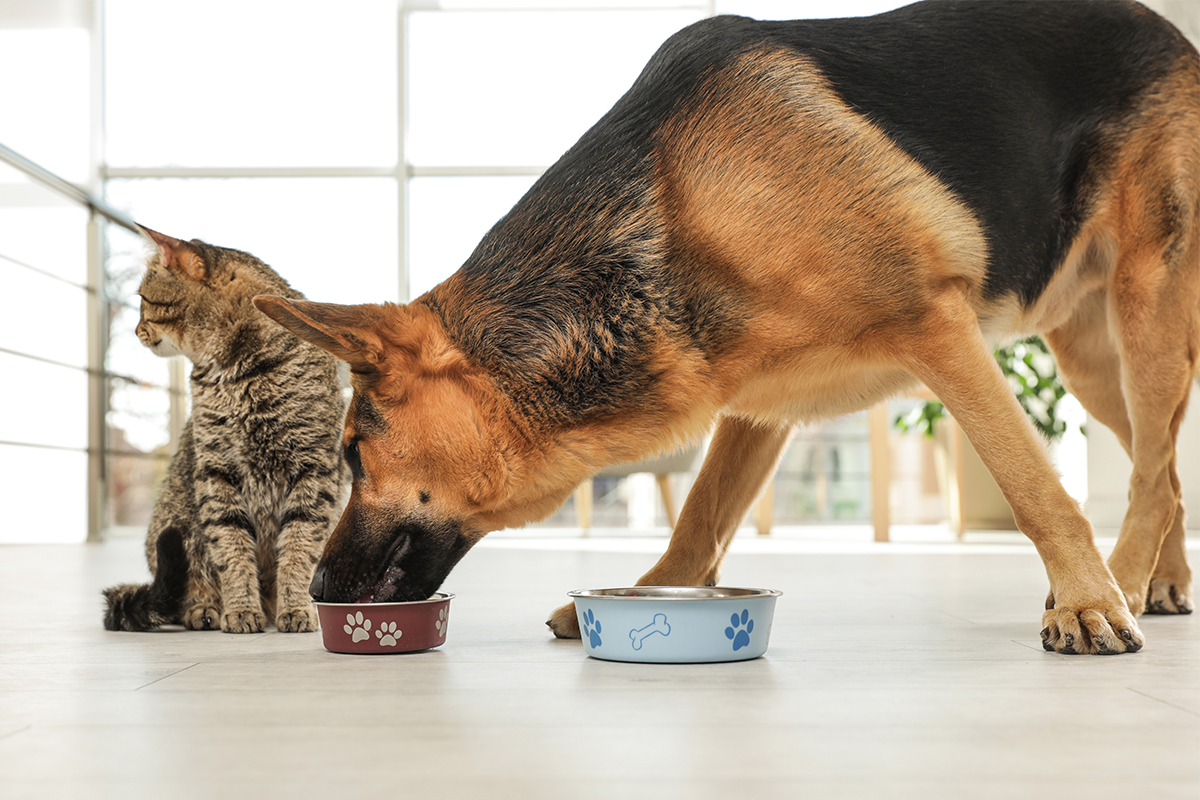 What to feed my pet? On pets and food
