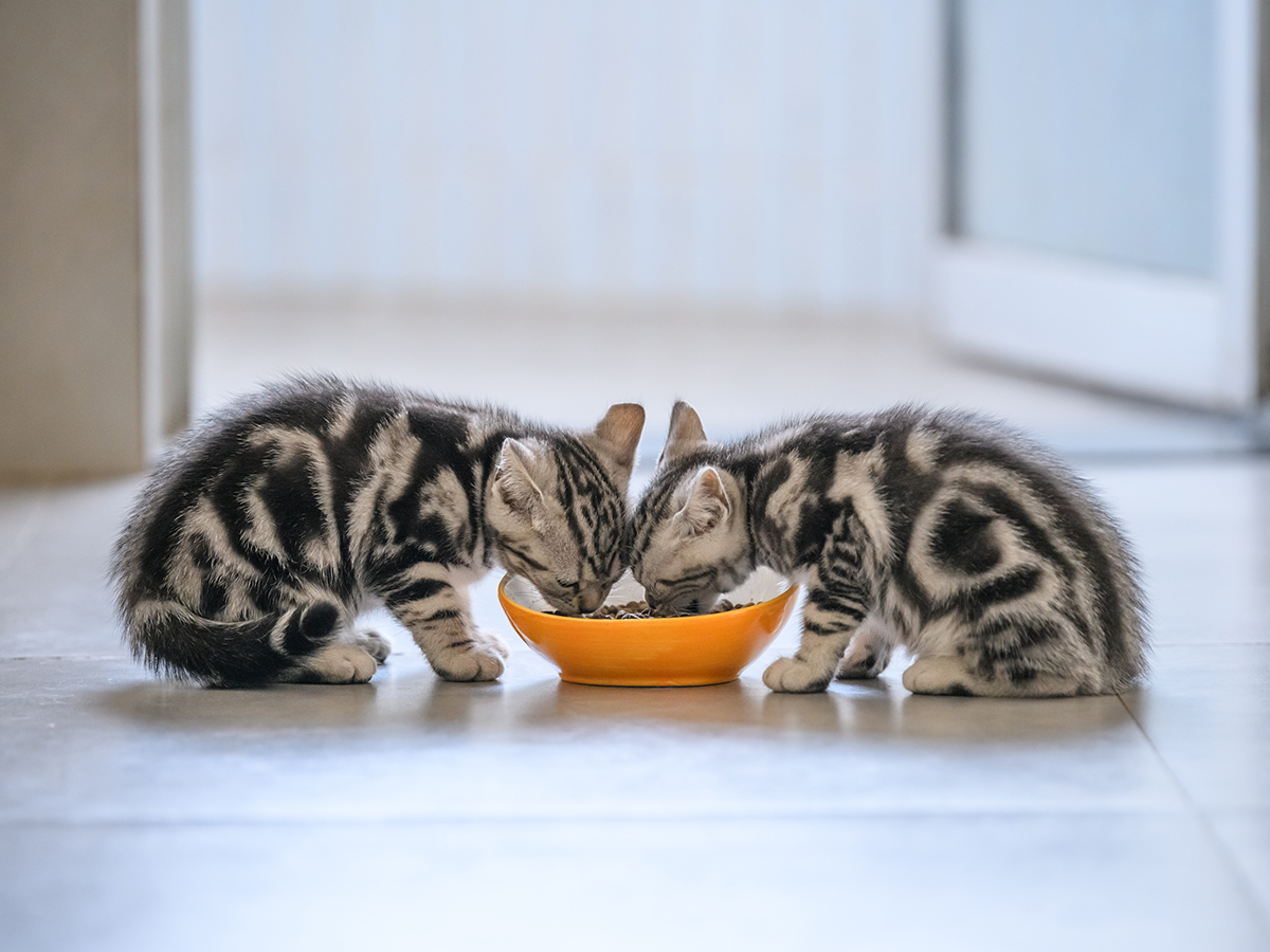Switching cat food: do it gradually