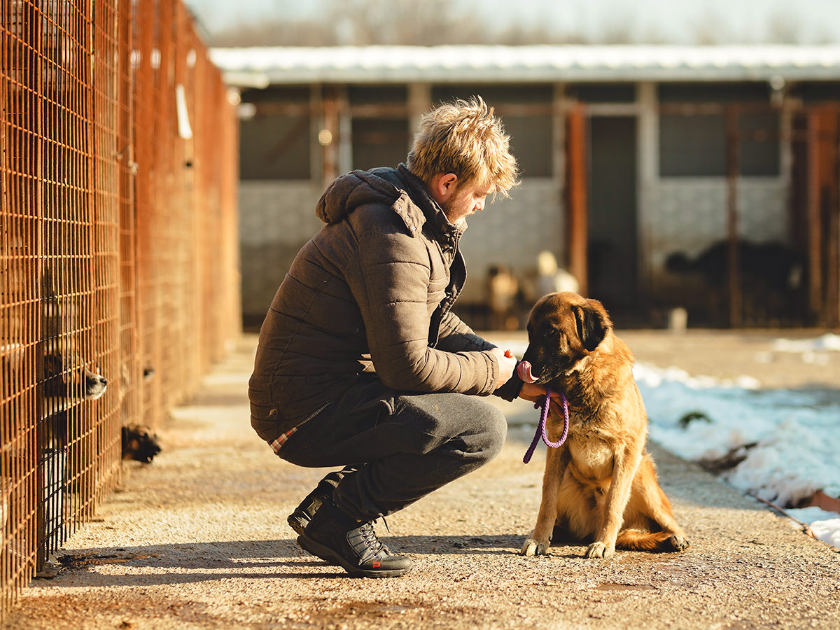 Your pet while you’re on holiday: pet hotels