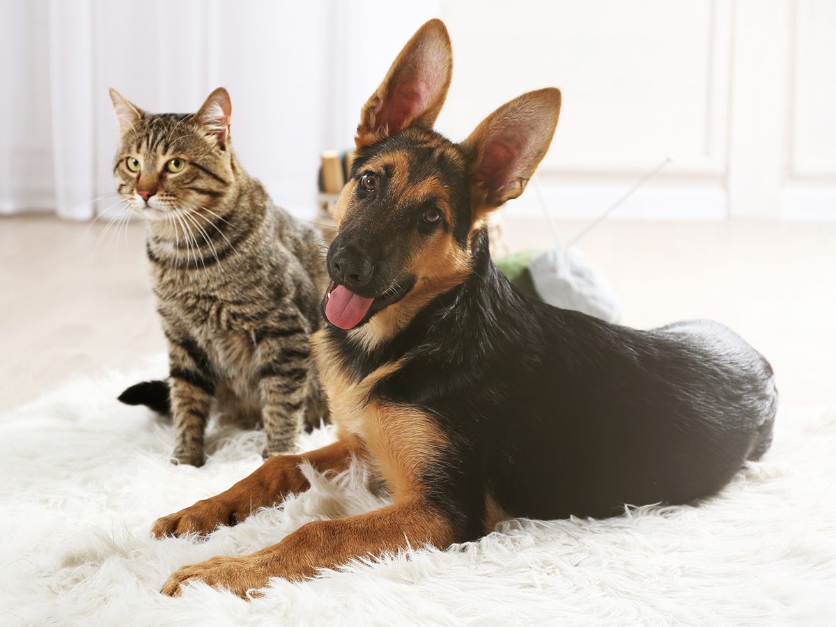 Die Körpersprache von Haustieren erkennen: was dein Hund oder deine Katze dir sagen will
