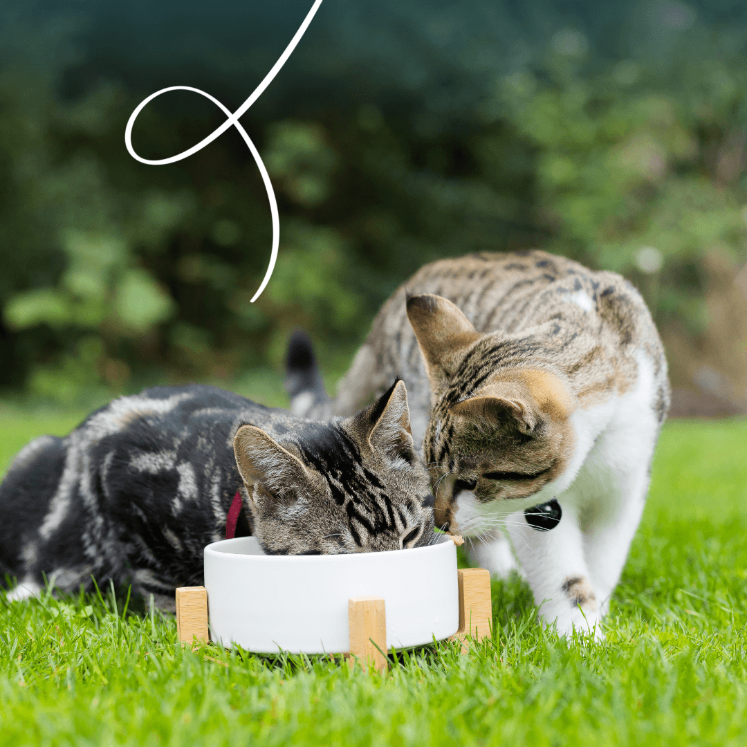 Organic cat food chunks with fish