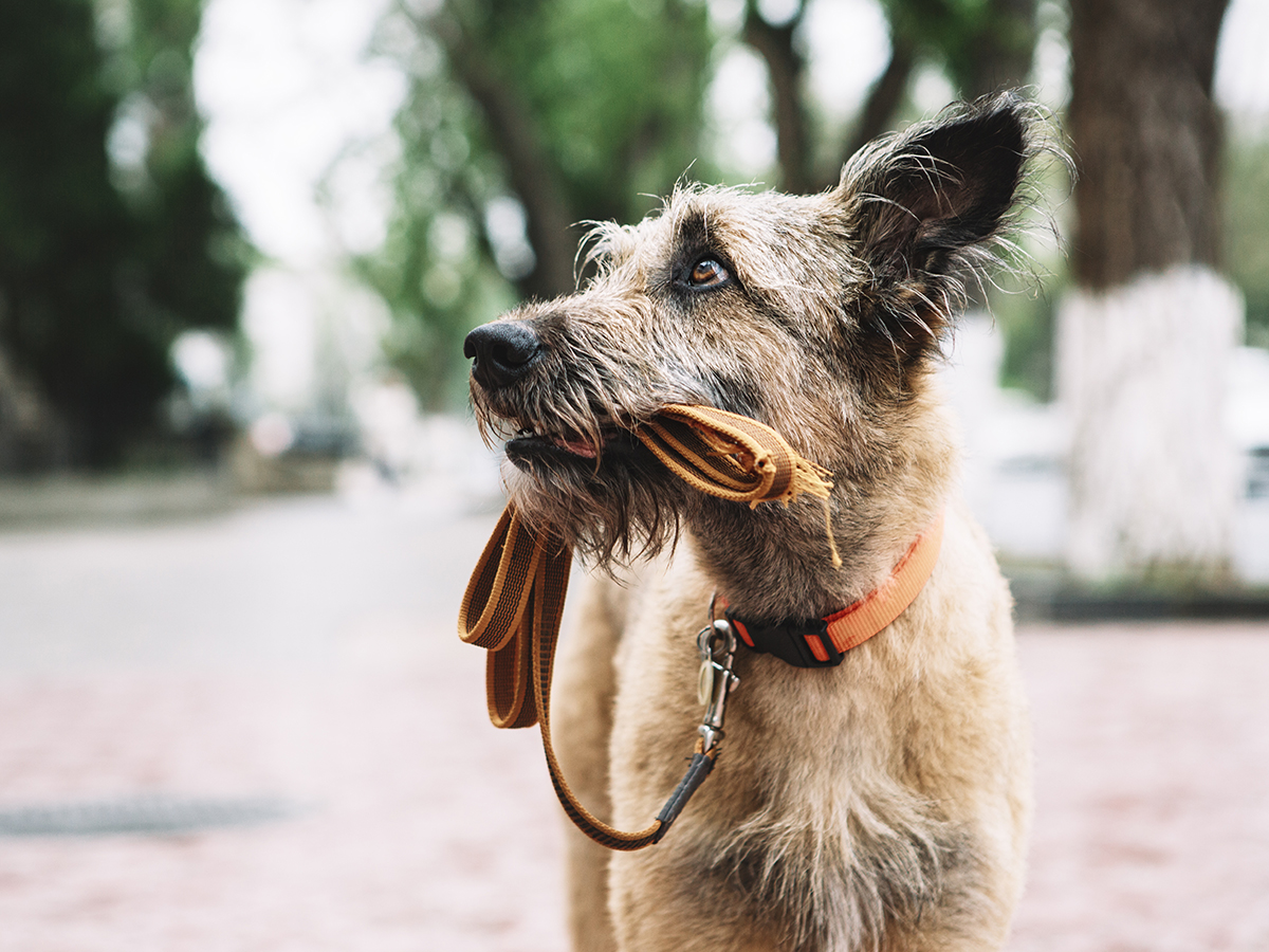 Caring for a senior dog: what to keep in mind?