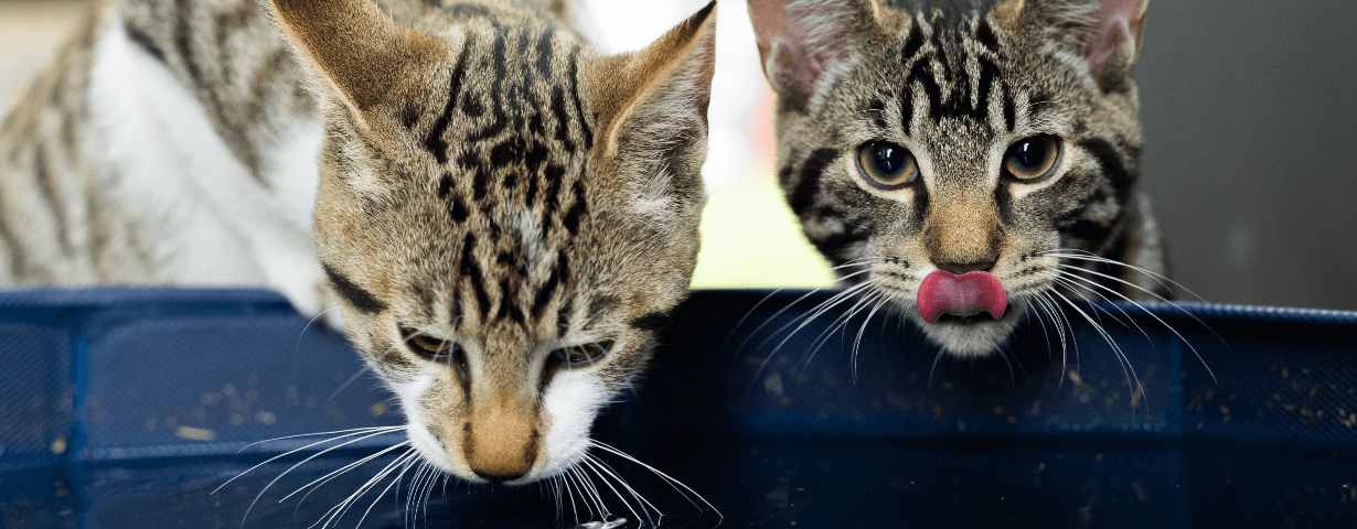 How much water does your cat need a day?