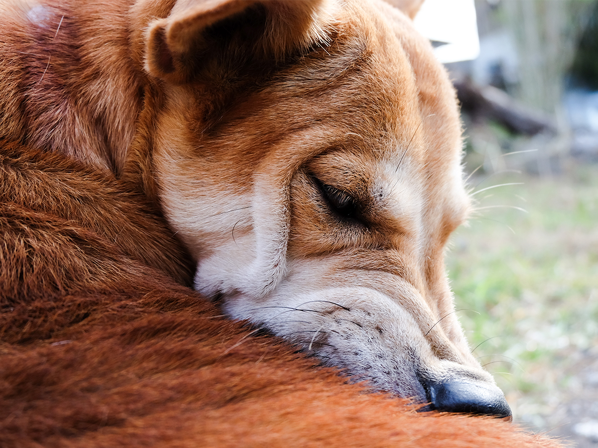Le allergie più diffuse nei cani