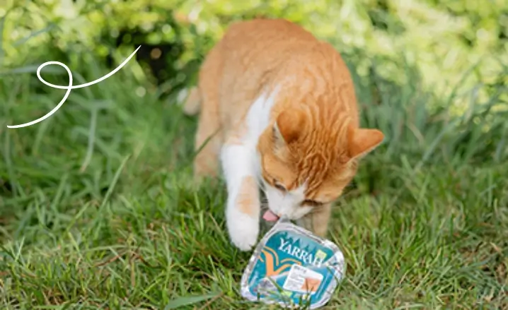 Brokken of natvoer: wat kies je voor je hond of kat?