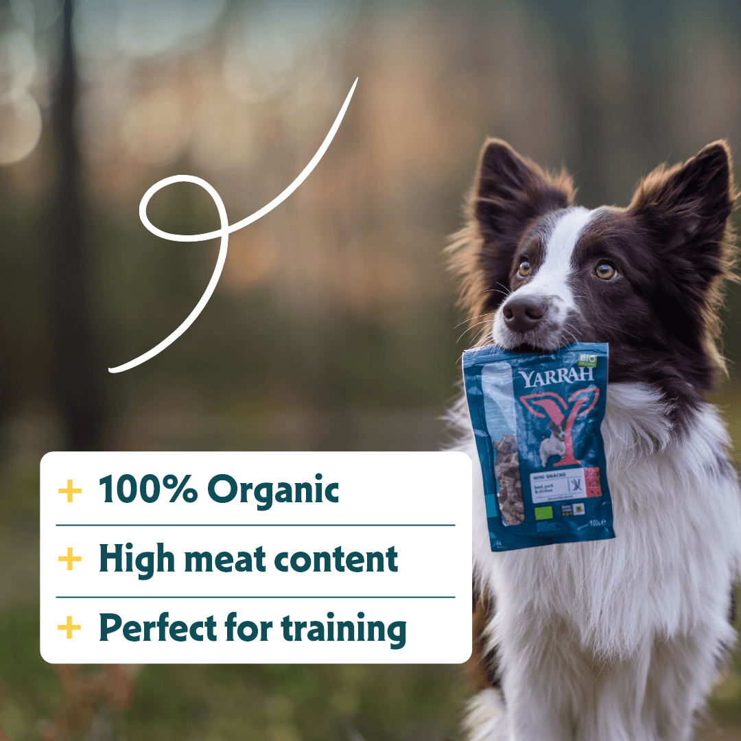 Mini snack biologique pour chien