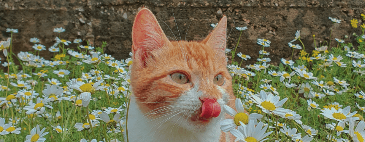 Niesziekte bij mijn kat, hoe moet ik dat behandelen?