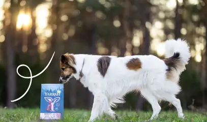 Hundefutter für empfindliche Mägen – warum Yarrah Sensitive die richtige Wahl ist