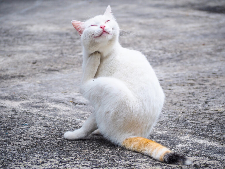 Wat te doen als mijn kat vlooien heeft?