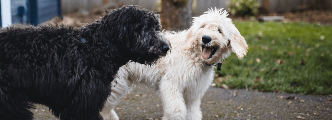 Chienne en chaleur : que dois-je faire ?