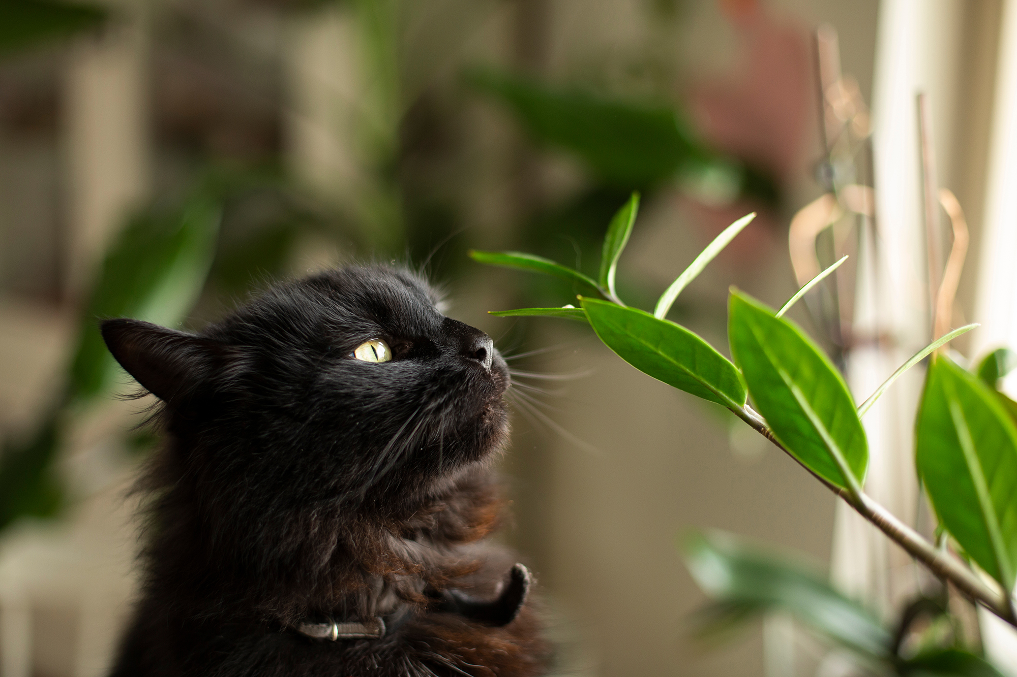 A poisoned pet: first aid for a poisoned dog or cat