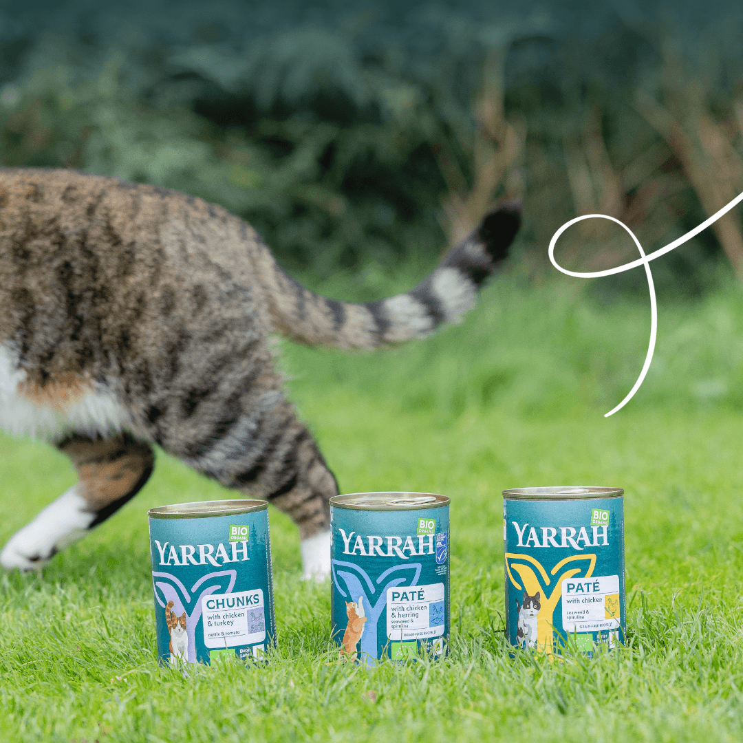 Bouchées biologiques au poulet pour chat