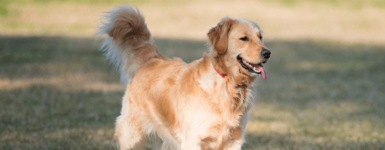 Tips for puberty in dogs