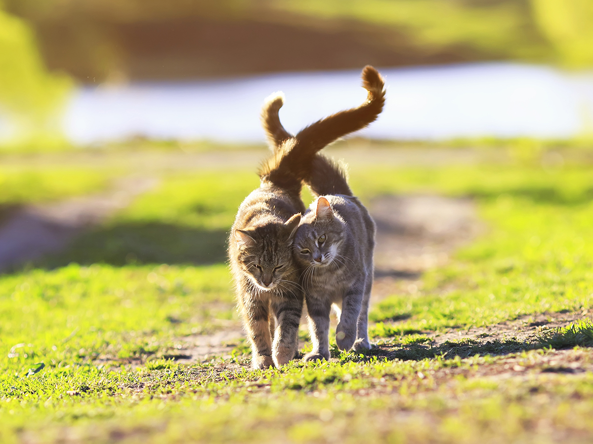 Ein Katzenjunges sozialisieren: Wie macht man das?