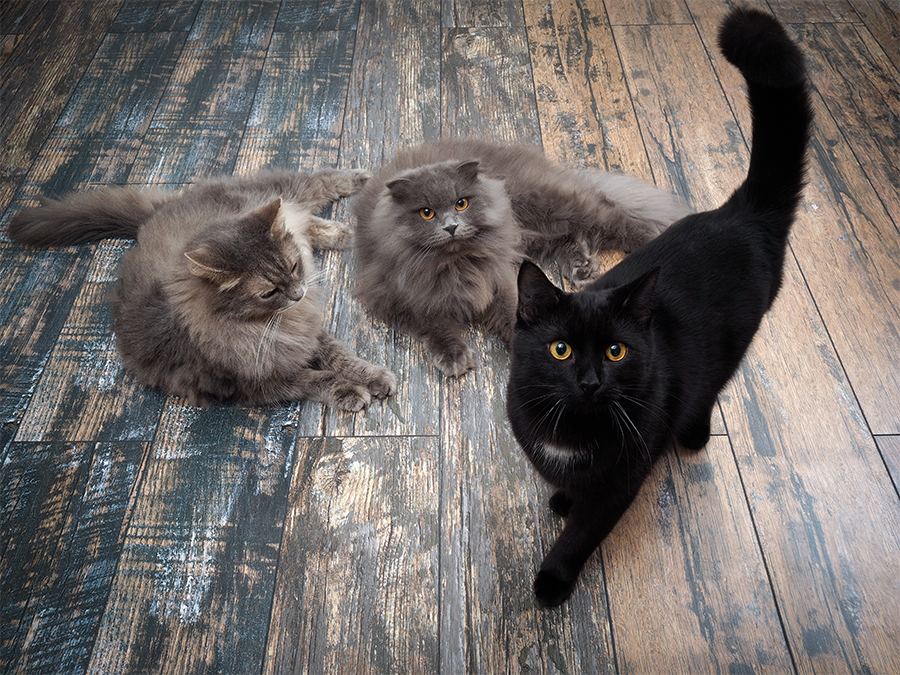 Welke kat past het best bij mij?