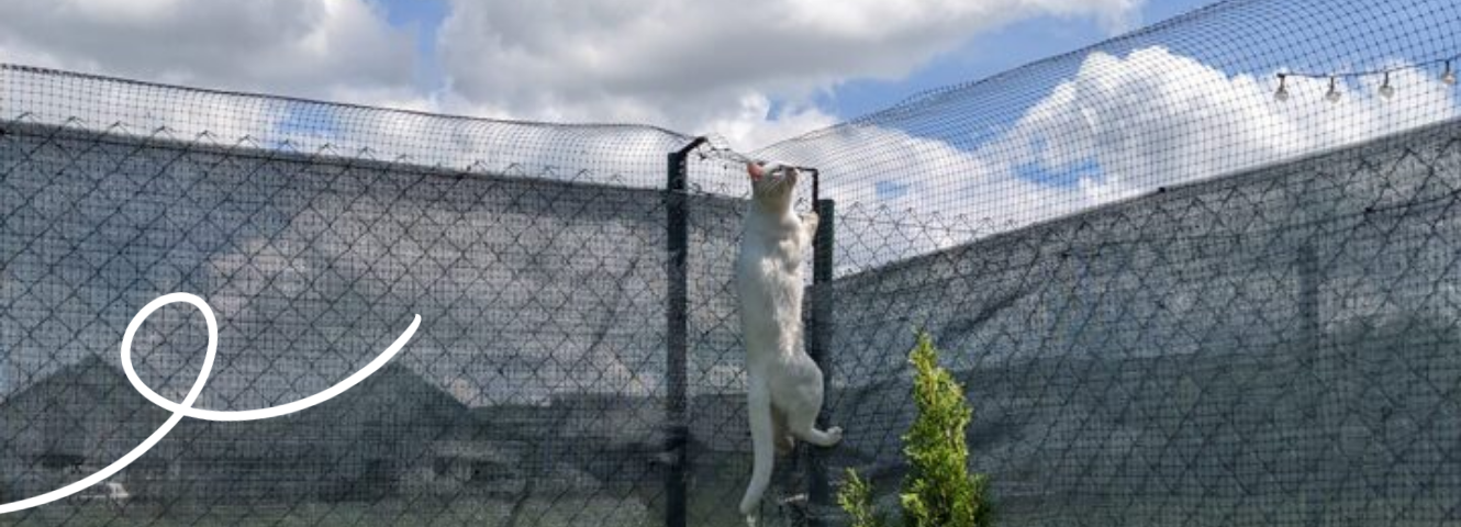 Come realizzare un recinto che tenga al sicuro i vostri gatti