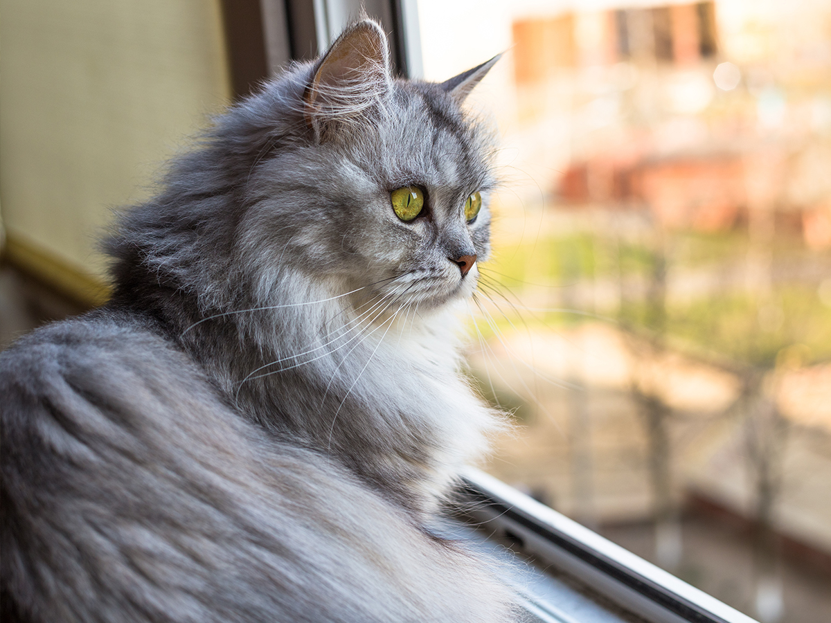 Katze im Haus halten? Sorge für genügend Herausforderungen und Bewegung!