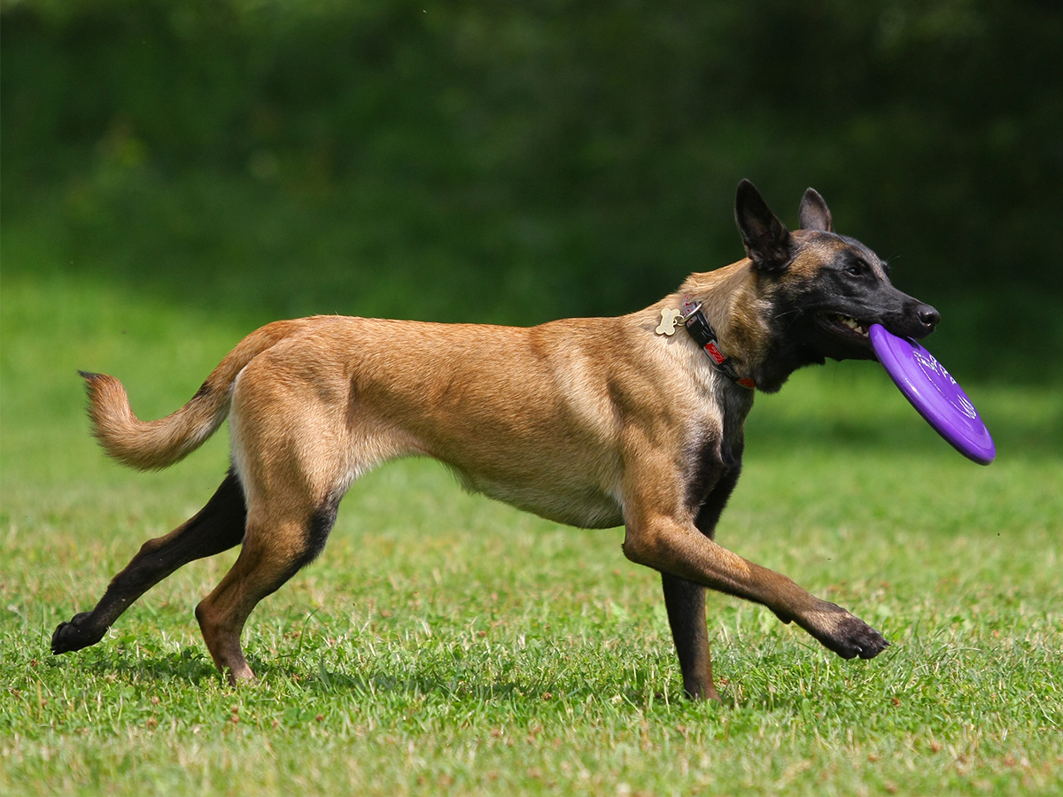 Safe play with your pup | Tips and advice