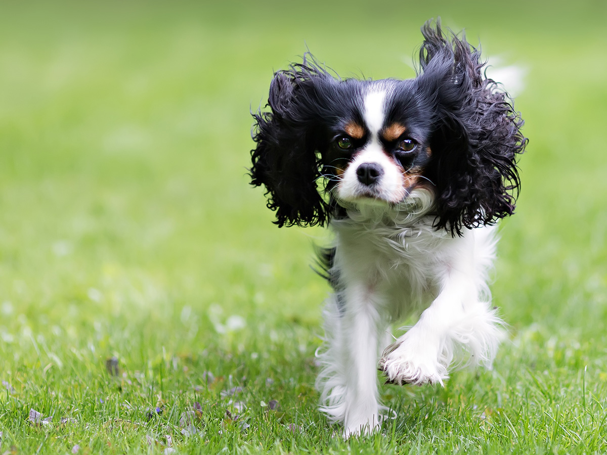 Deworming Your Dog: What You Need to Know