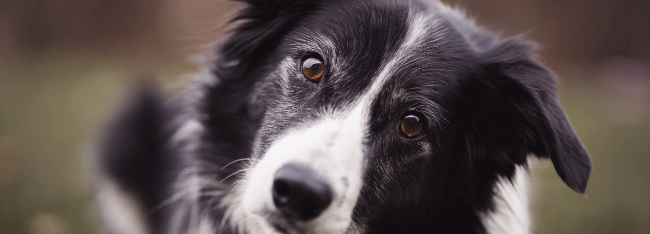 What do dogs see?