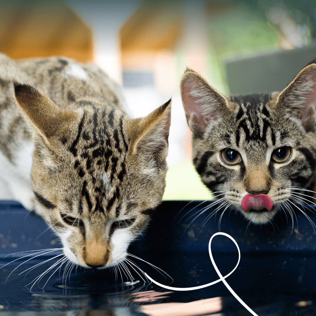Bio-Kaustangen für Katzen