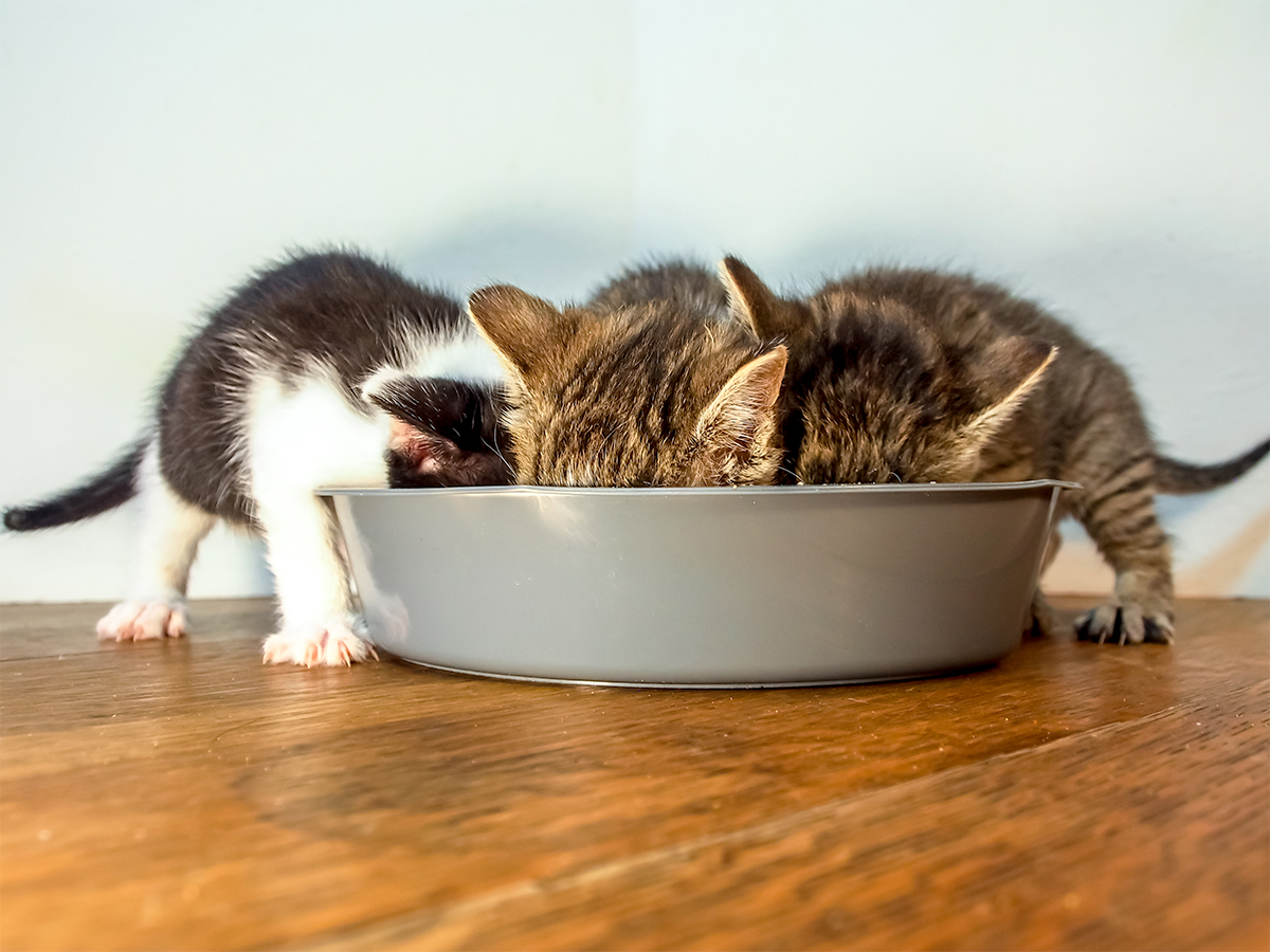 Wat mag een kitten eten en drinken?