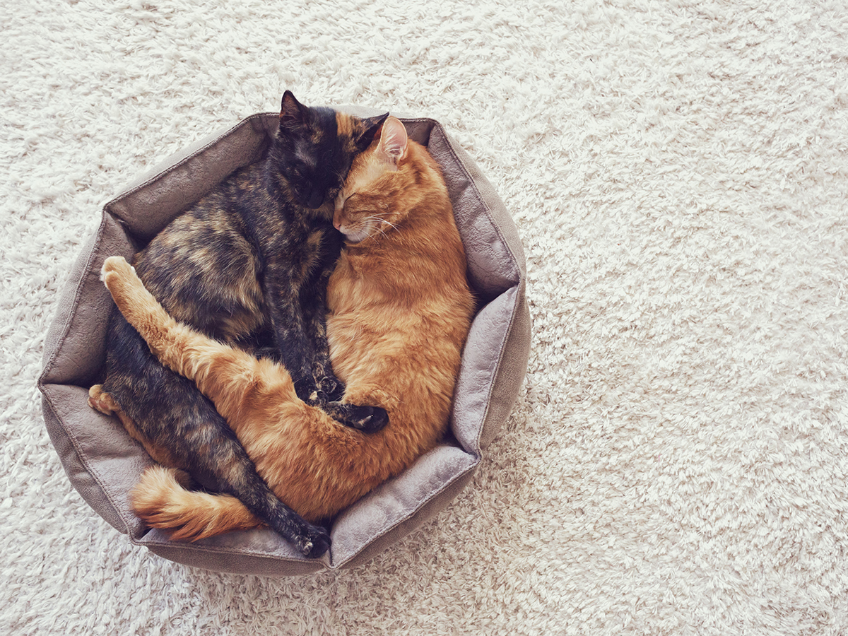 How much does a kitten cost? Costs of purchasing and raising a kitten
