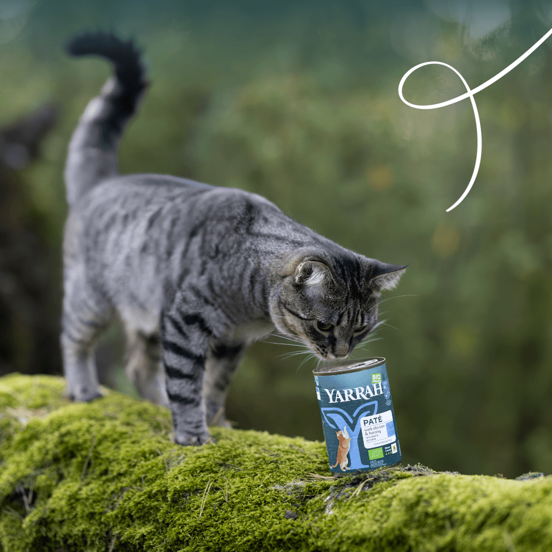 Pâtée biologique au poisson pour chat